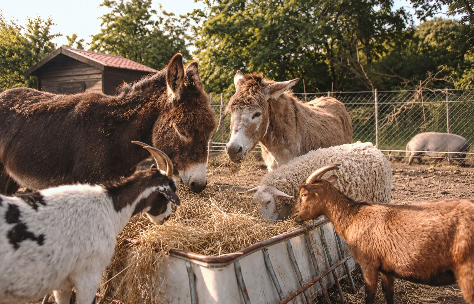 Children feeding the farm animals