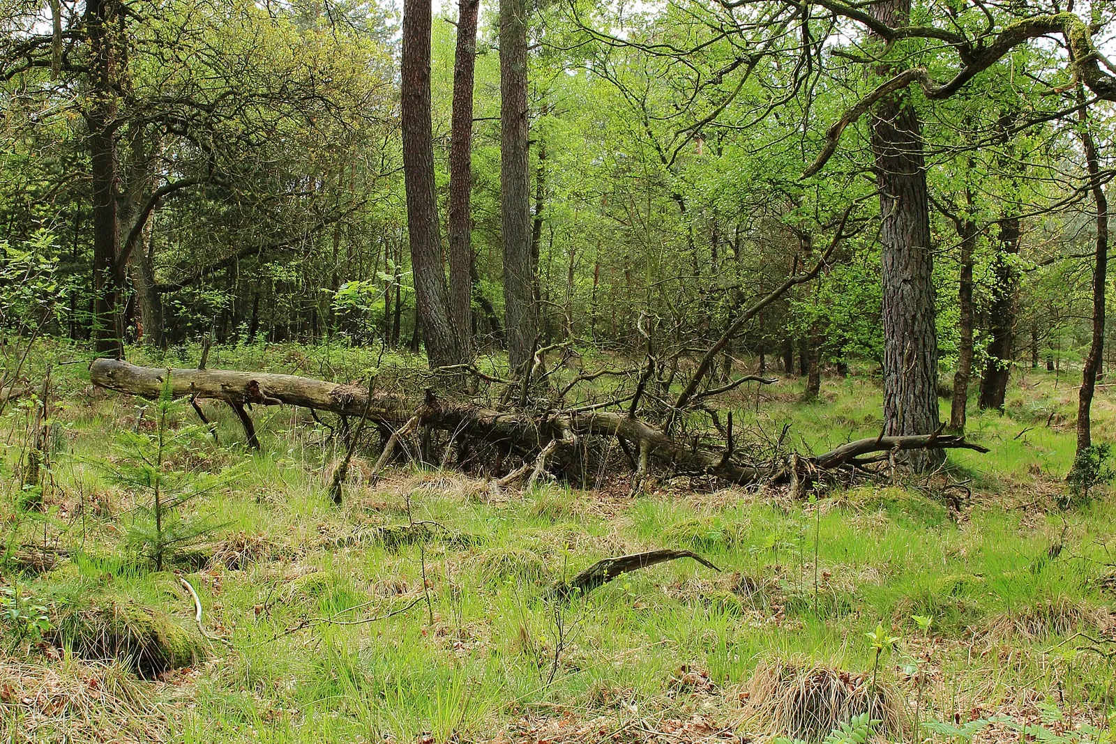 Skov i nationalparken Drents-Friese Wold